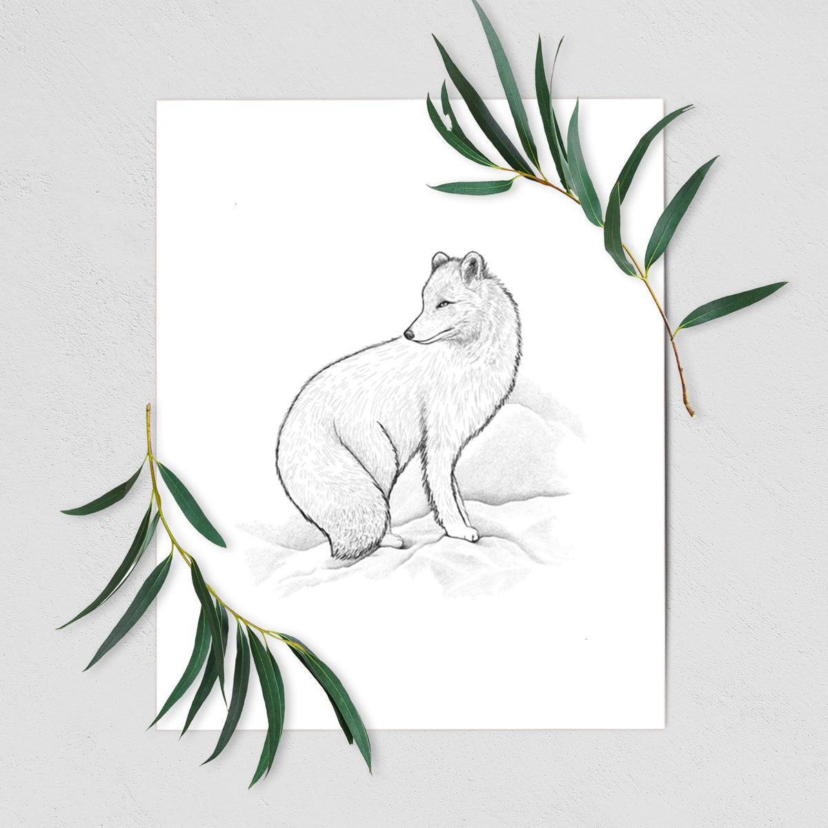 Art print of a black ink illustration of an arctic fox sitting in the snow, shown with eucalyptus leaves.