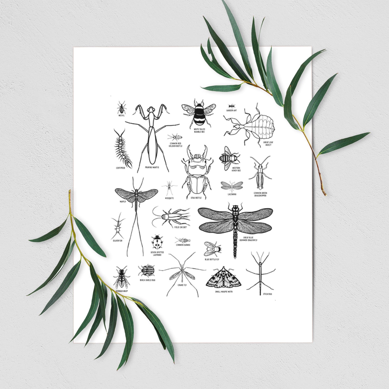 Art print of a chart of black ink insect and arthropod illustrations, including dragonflies, beetles, spiders and bees, shown with eucalyptus leaves.
