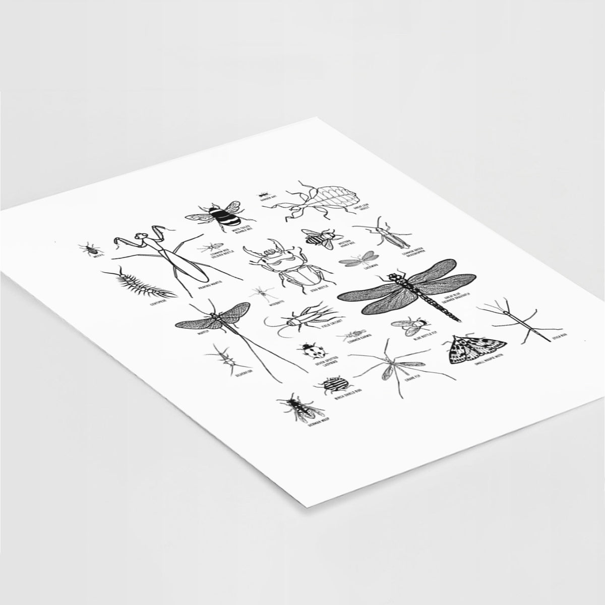 Art print of a chart of black ink insect and arthropod illustrations, including dragonflies, beetles, spiders and bees, lying at an angle on a white surface.