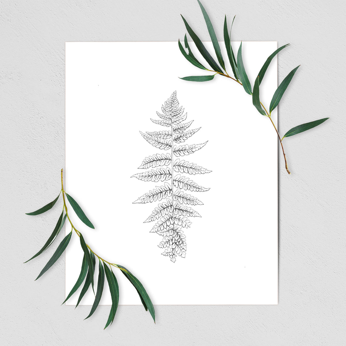 Art print of a black ink illustration of a lady fern frond, shown with eucalyptus leaves.