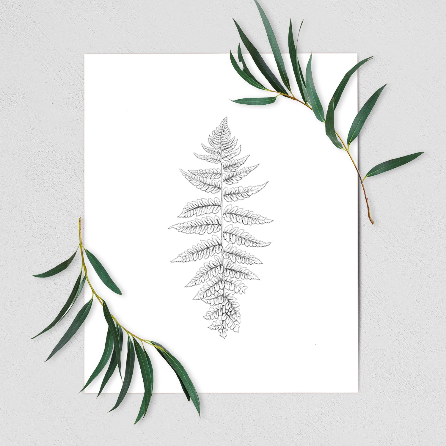 Art print of a black ink illustration of a lady fern frond, shown with eucalyptus leaves.