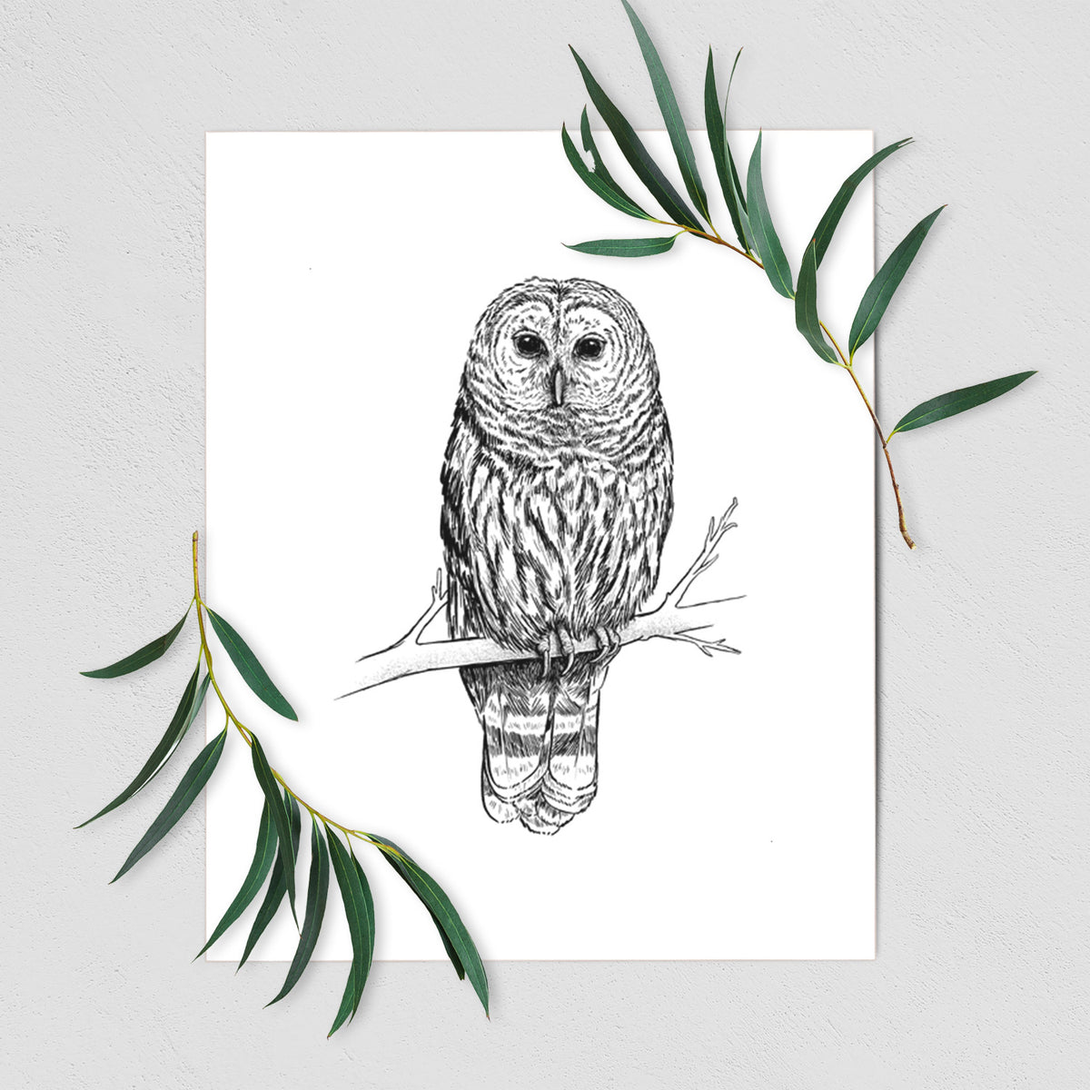 Art print of a detailed black ink illustration of a barred owl perched on a branch, shown with eucalyptus leaves.