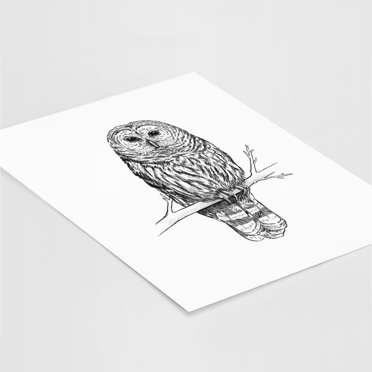 Art print of a detailed black ink illustration of a barred owl perched on a branch, lying at an angle on a white surface.