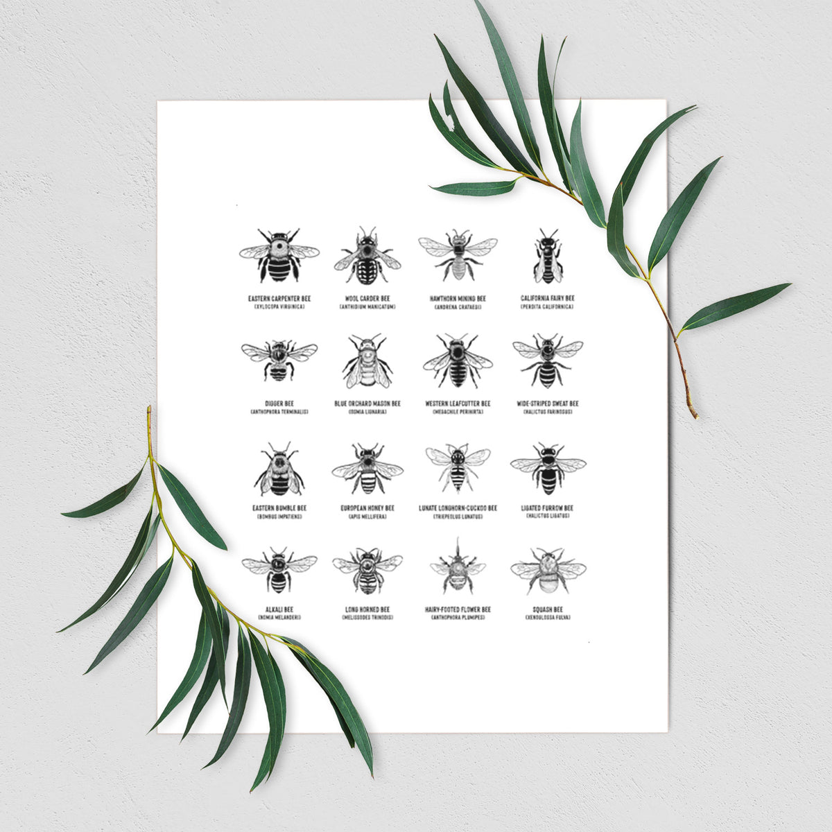 Art print of a chart of black ink illustrations of different bee species with their names, shown with eucalyptus leaves.