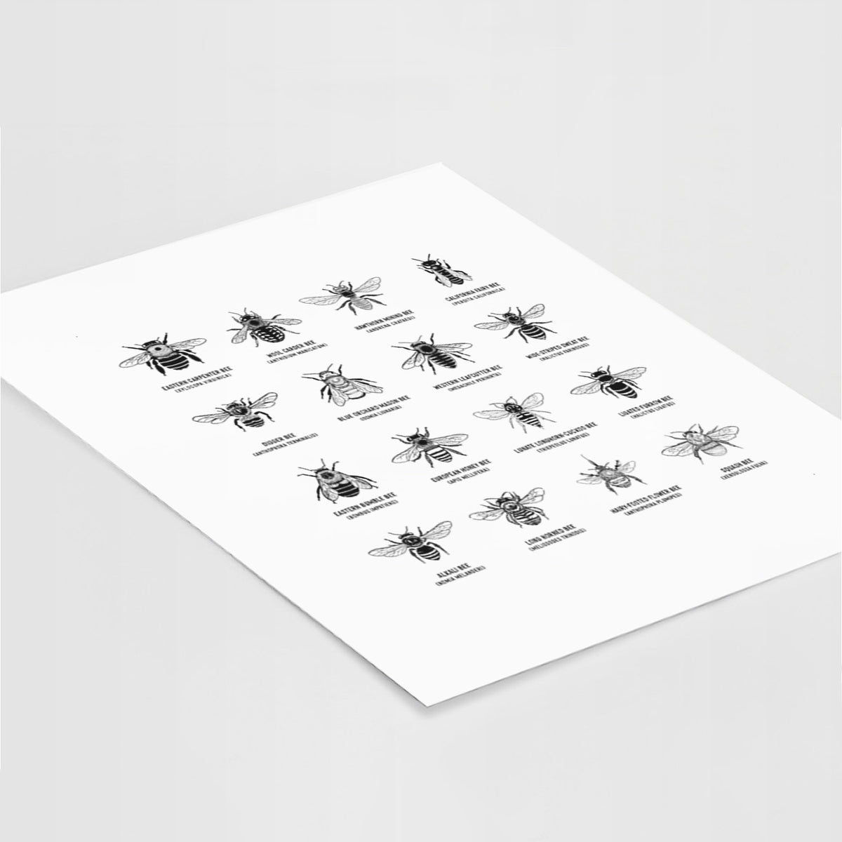 Art print of a chart of black ink illustrations of different bee species with their names, lying at an angle on a white surface.