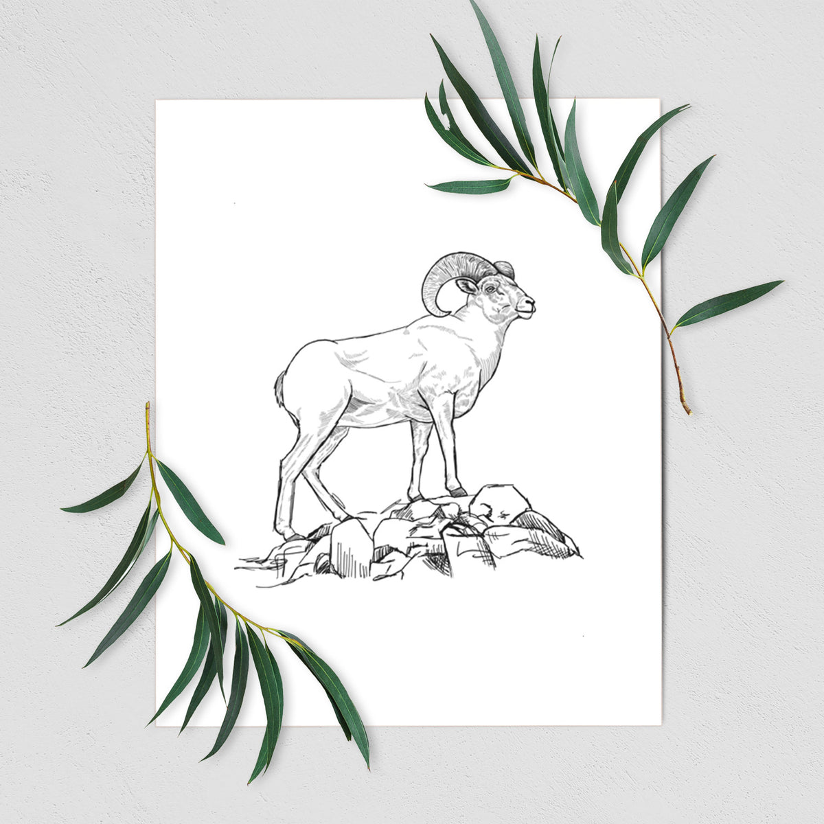Art print of a black ink illustration of a bighorn ram with curled horns standing on rocks, shown with eucalyptus leaves.