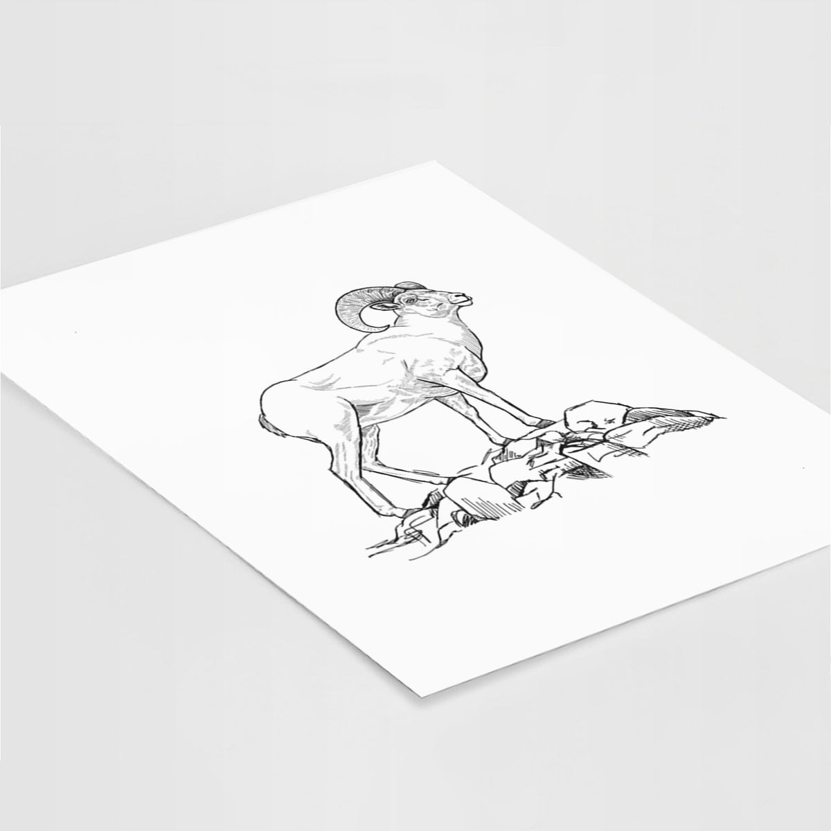 Art print of a black ink illustration of a bighorn ram with curled horns standing on rocks, lying at an angle on a white surface.