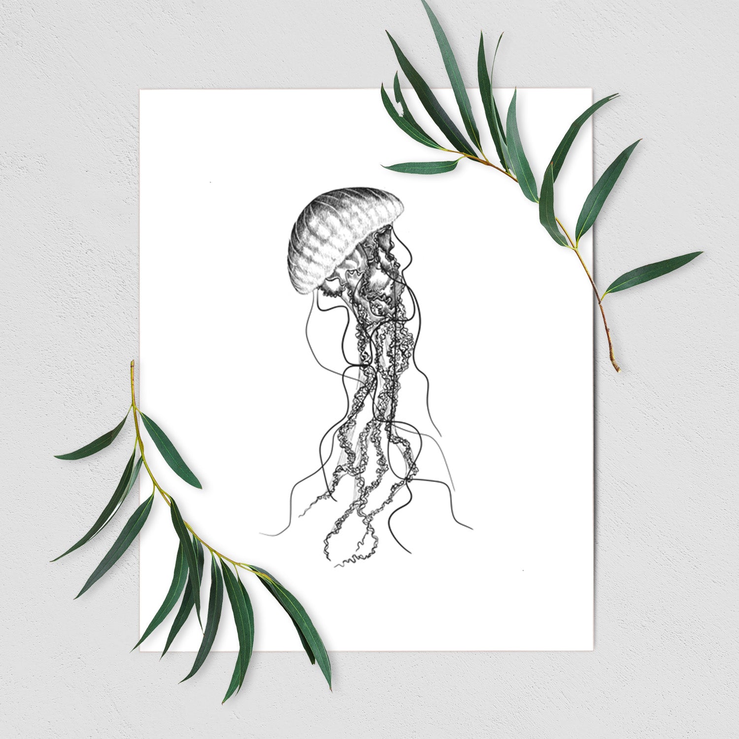 Art print of a black ink illustration of a black sea nettle jellyfish with long trailing tentacles, shown with eucalyptus leaves.