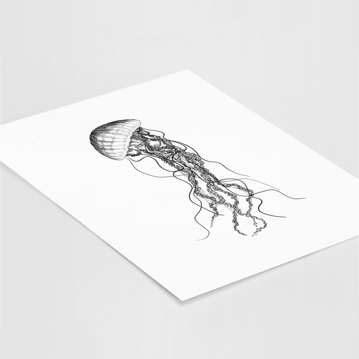 Art print of a black ink illustration of a black sea nettle jellyfish with long trailing tentacles, lying at an angle on a white surface.
