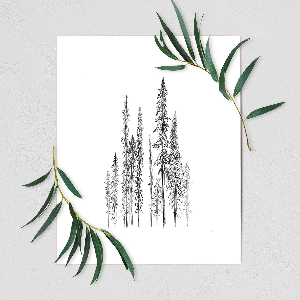 Art print of a black ink illustration of a stand of tall, narrow black spruce trees, shown with eucalyptus leaves.