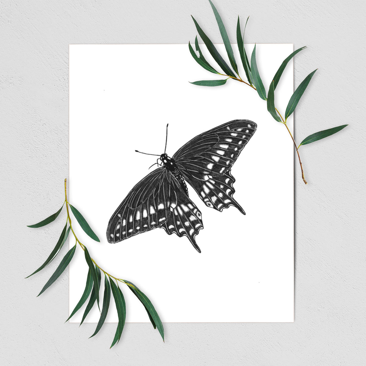 Art print of a detailed black ink illustration of a black swallowtail butterfly with its wings spread, shown with eucalyptus leaves.