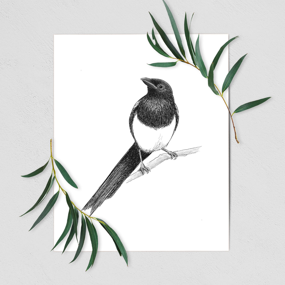 Art print of a detailed black ink sketch of a black-billed magpie perched on a branch with its long tail, shown with eucalyptus leaves.