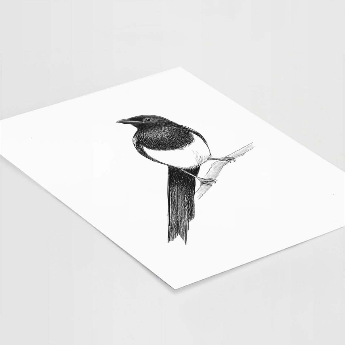 Art print of a detailed black ink sketch of a black-billed magpie perched on a branch with its long tail, lying at an angle on a white surface.