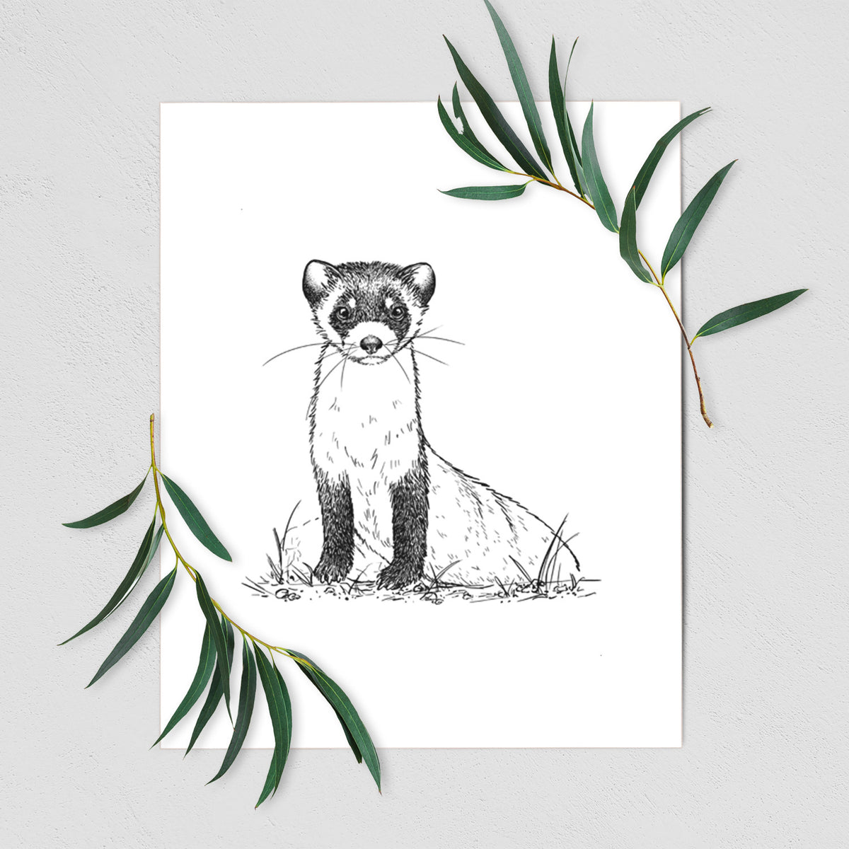 Art print of a detailed black ink illustration of a black-footed ferret sitting on the ground, shown with eucalyptus leaves.