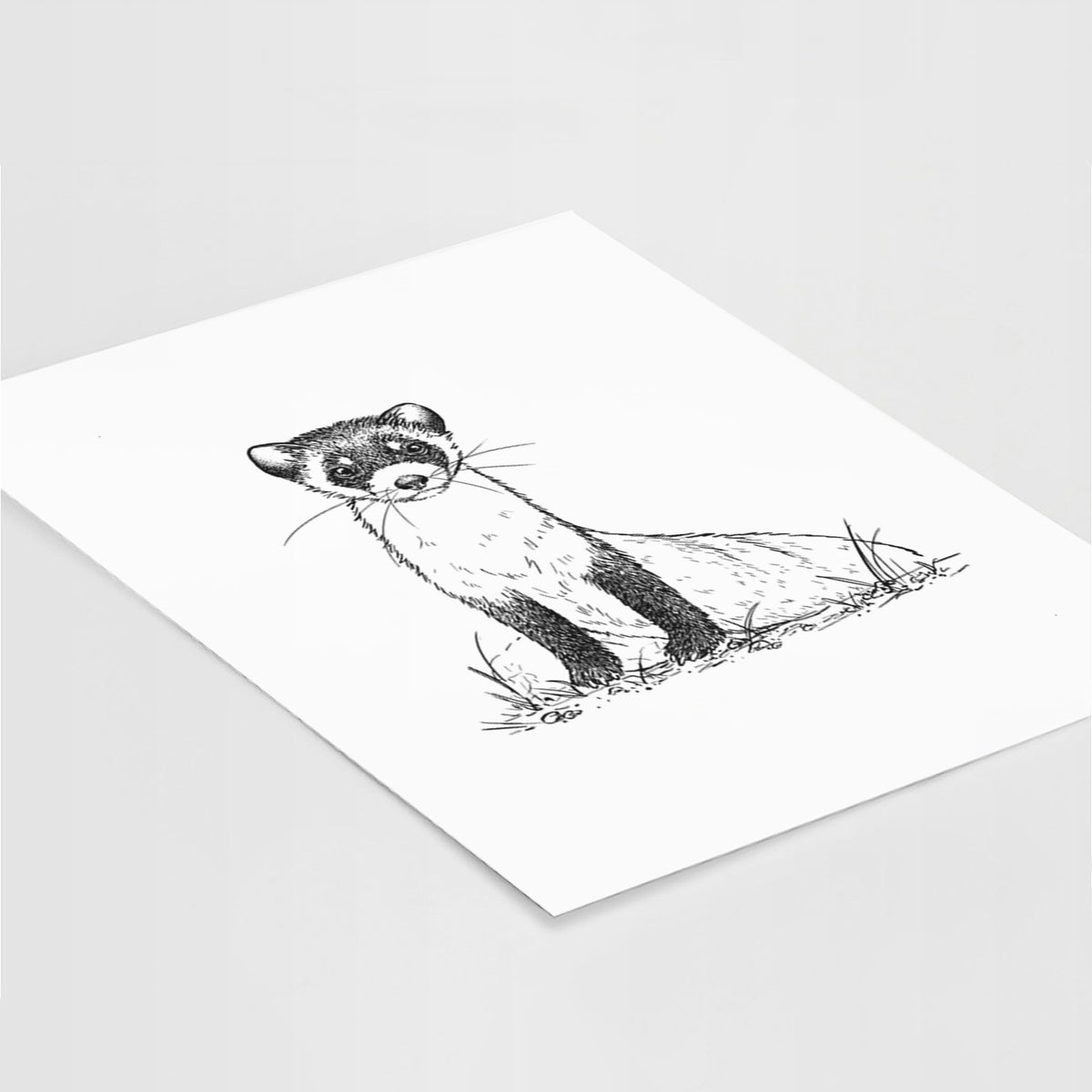 Art print of a detailed black ink illustration of a black-footed ferret sitting on the ground, lying at an angle on a white surface.