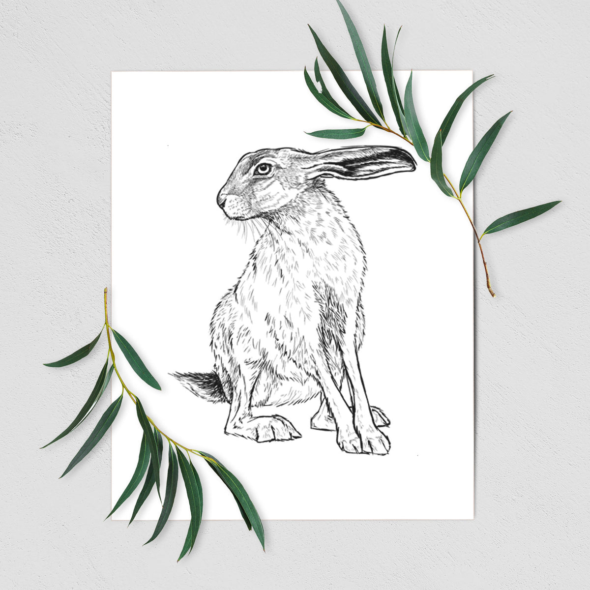 Art print of a detailed black ink illustration of a black-tailed jackrabbit sitting with long upright ears, shown with eucalyptus leaves.
