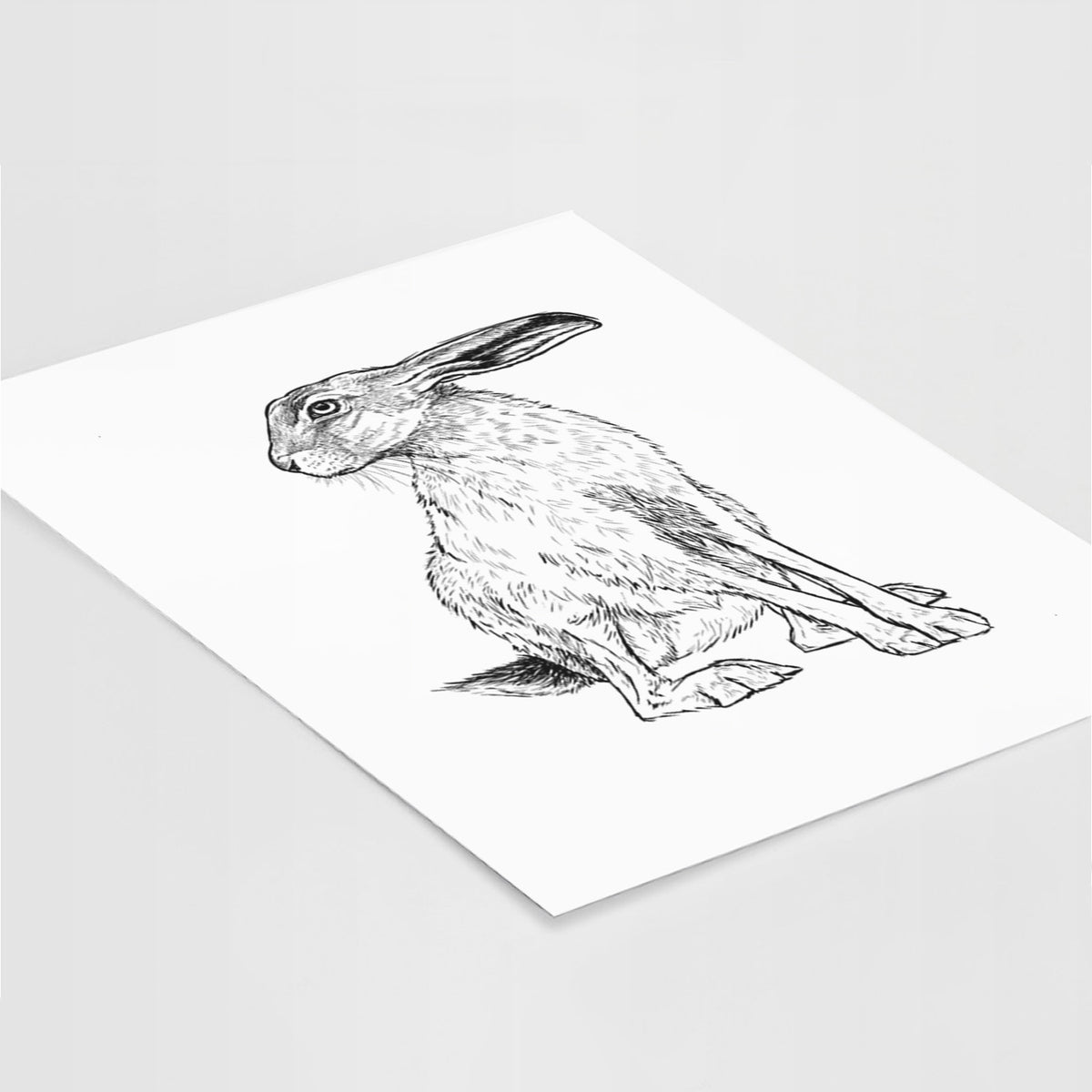 Art print of a detailed black ink illustration of a black-tailed jackrabbit sitting with long upright ears, lying at an angle on a white surface.