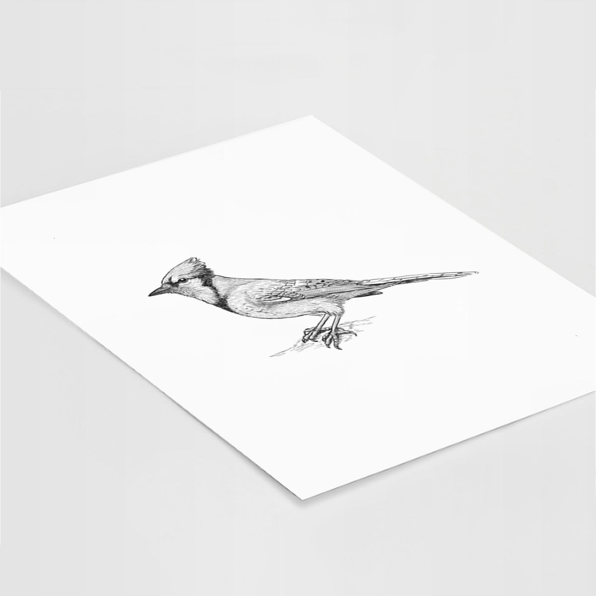Art print of a detailed black ink sketch of a blue jay perched with its crest raised, lying at an angle on a white surface.