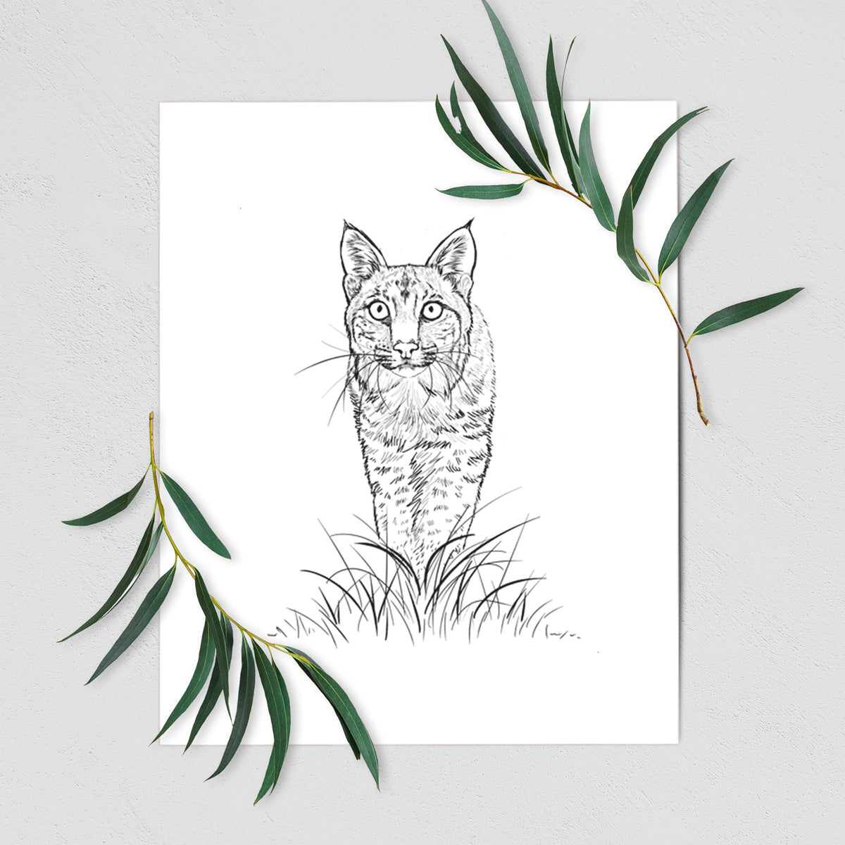 Art print of a black ink illustration of a bobcat standing in tall grass, facing forward, shown with eucalyptus leaves.