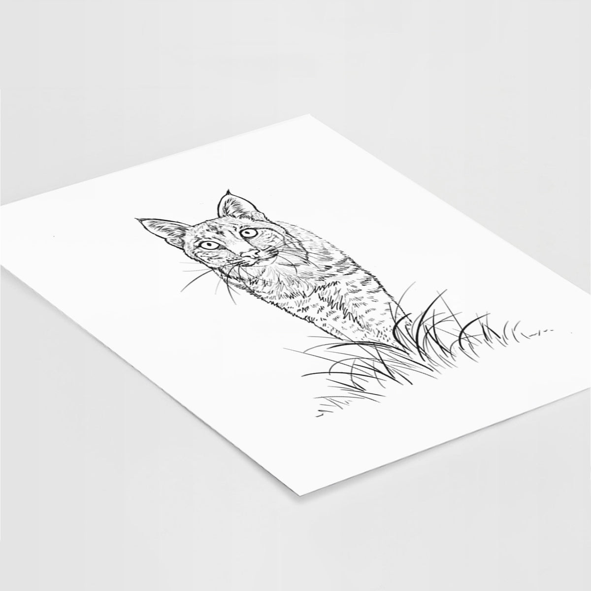 Art print of a black ink illustration of a bobcat standing in tall grass, facing forward, lying at an angle on a white surface.