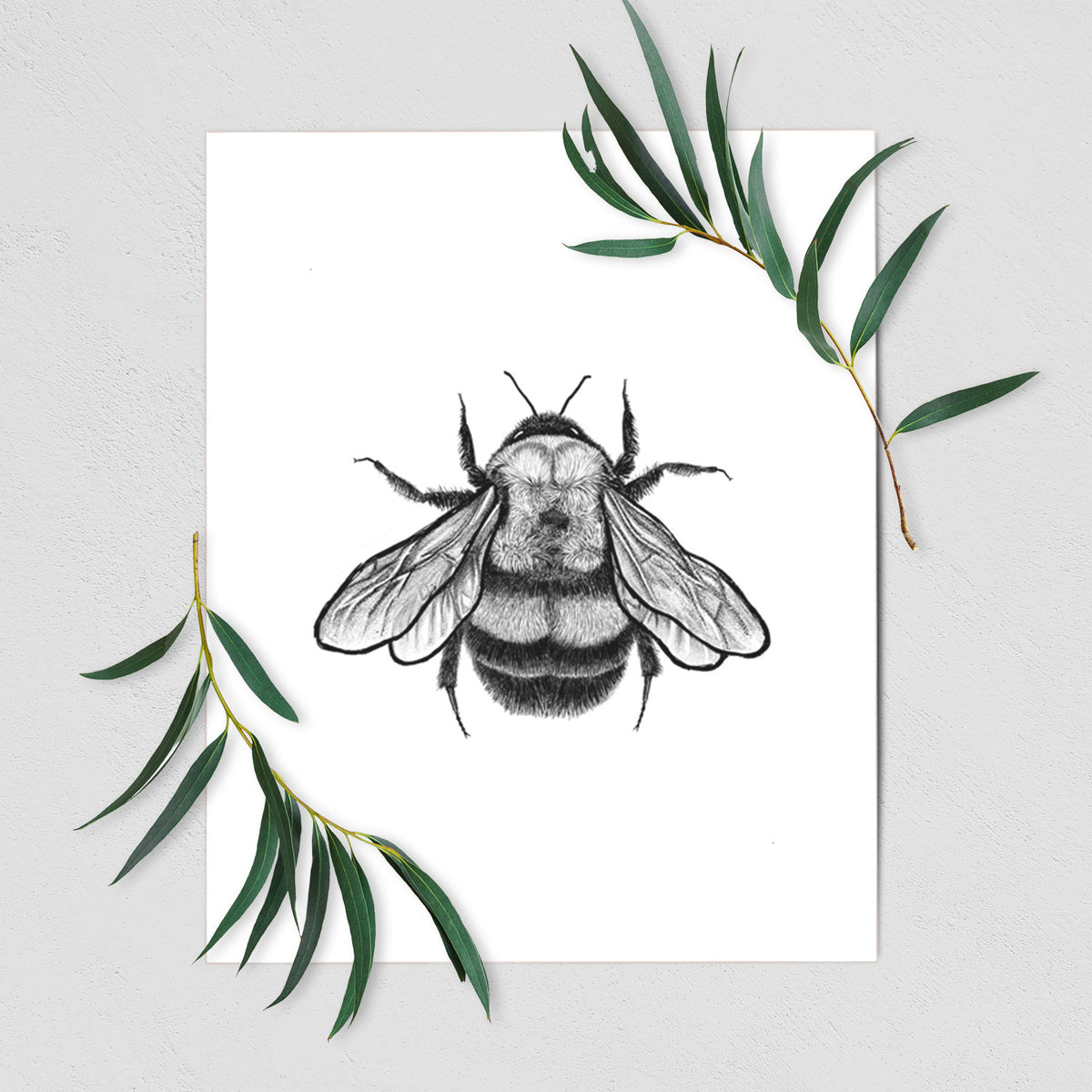 Art print of a detailed black ink illustration of a rusty patched bumble bee with its wings spread, seen from above, shown with eucalyptus leaves.