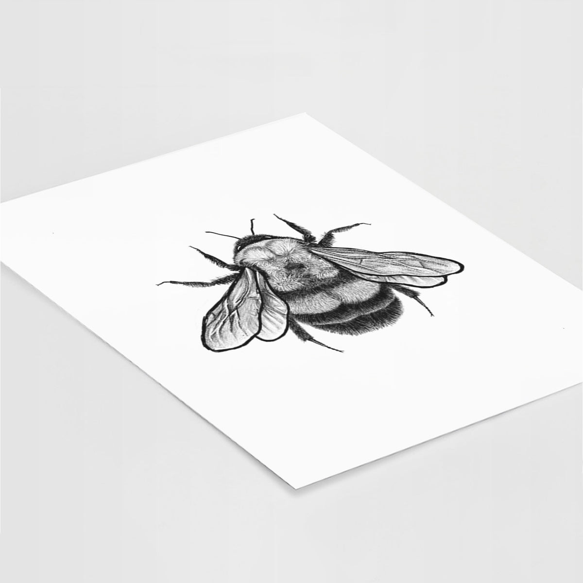 Art print of a detailed black ink illustration of a rusty patched bumble bee with its wings spread, seen from above, lying at an angle on a white surface.