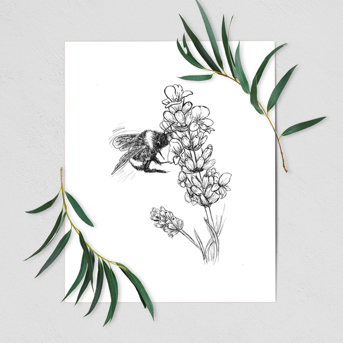 Art print of a black ink illustration of a bumble bee visiting a sprig of lavender, shown with eucalyptus leaves.