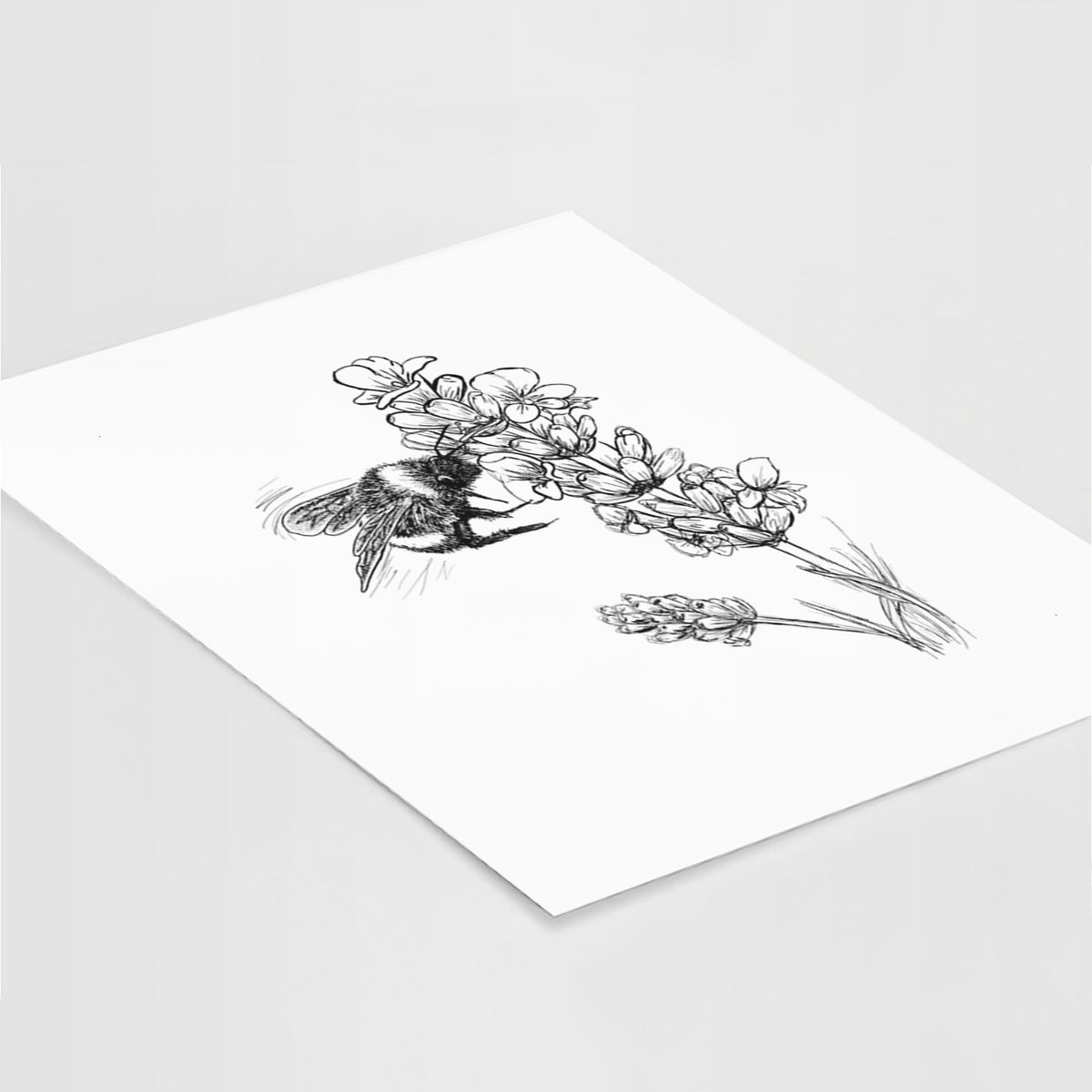 Art print of a black ink illustration of a bumble bee visiting a sprig of lavender, lying at an angle on a white surface.