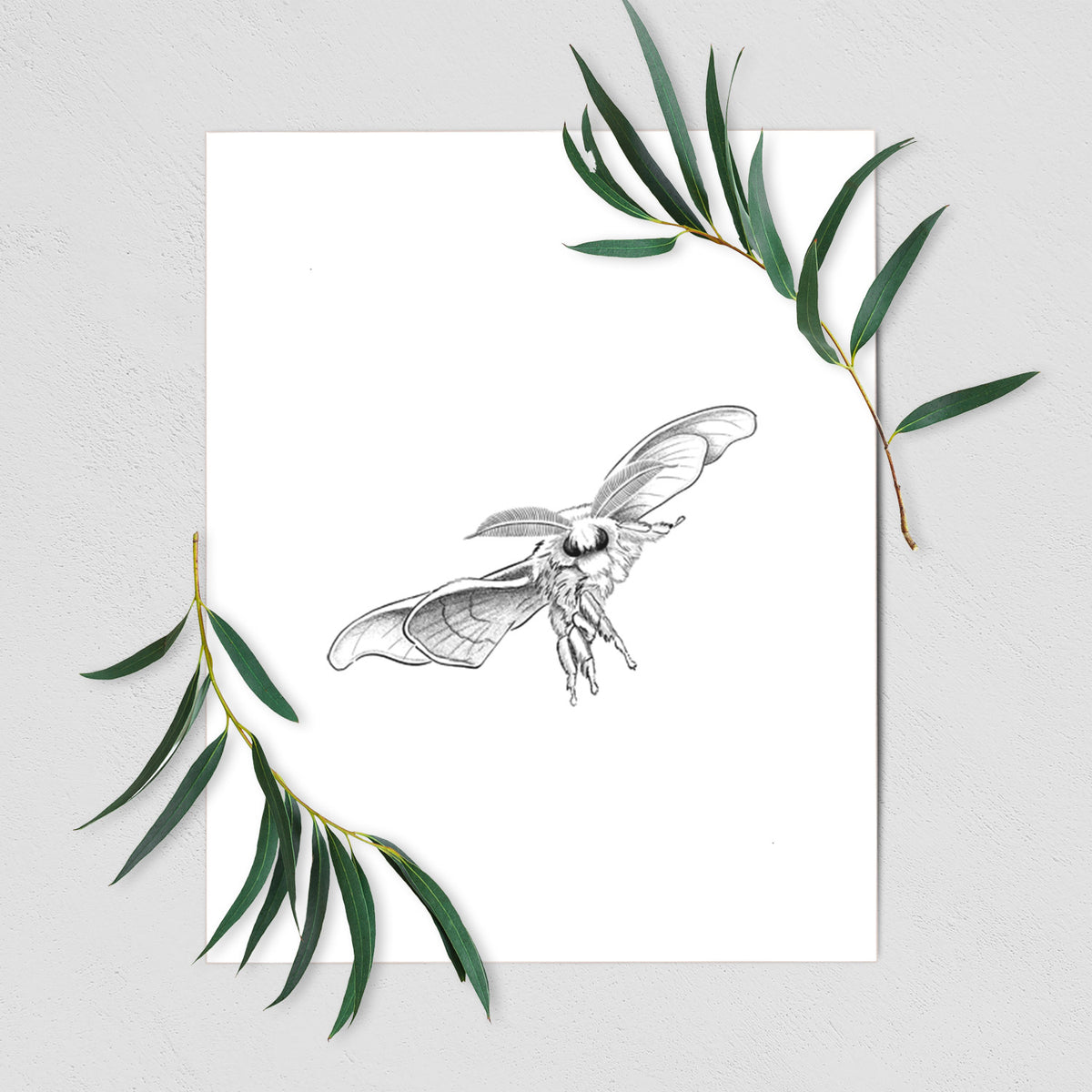 Art print of a black ink illustration of a silk moth with its wings spread, shown with eucalyptus leaves.