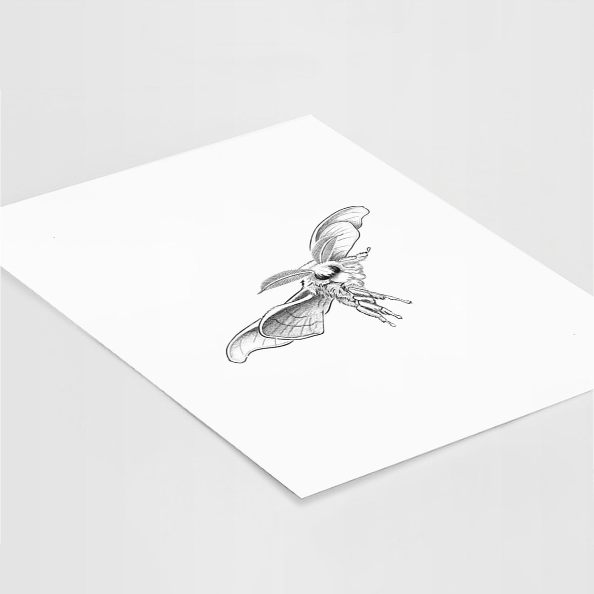 Art print of a black ink illustration of a silk moth with its wings spread, lying at an angle on a white surface.
