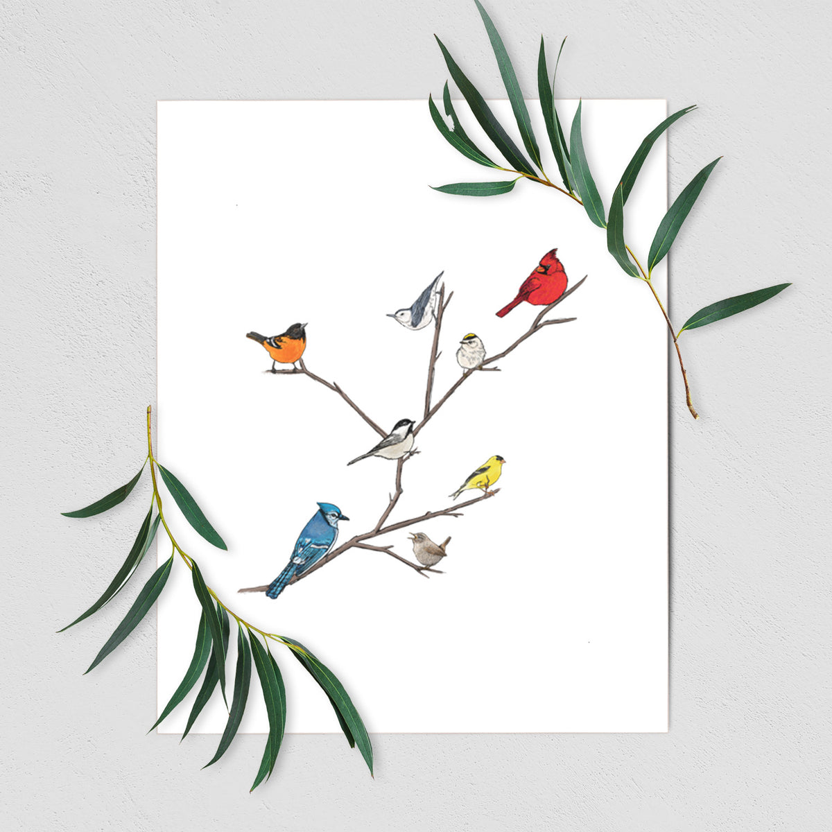 Art print of a full-color illustration of backyard birds, including a cardinal, blue jay, goldfinch and robin, perched on bare branches, shown with eucalyptus leaves.