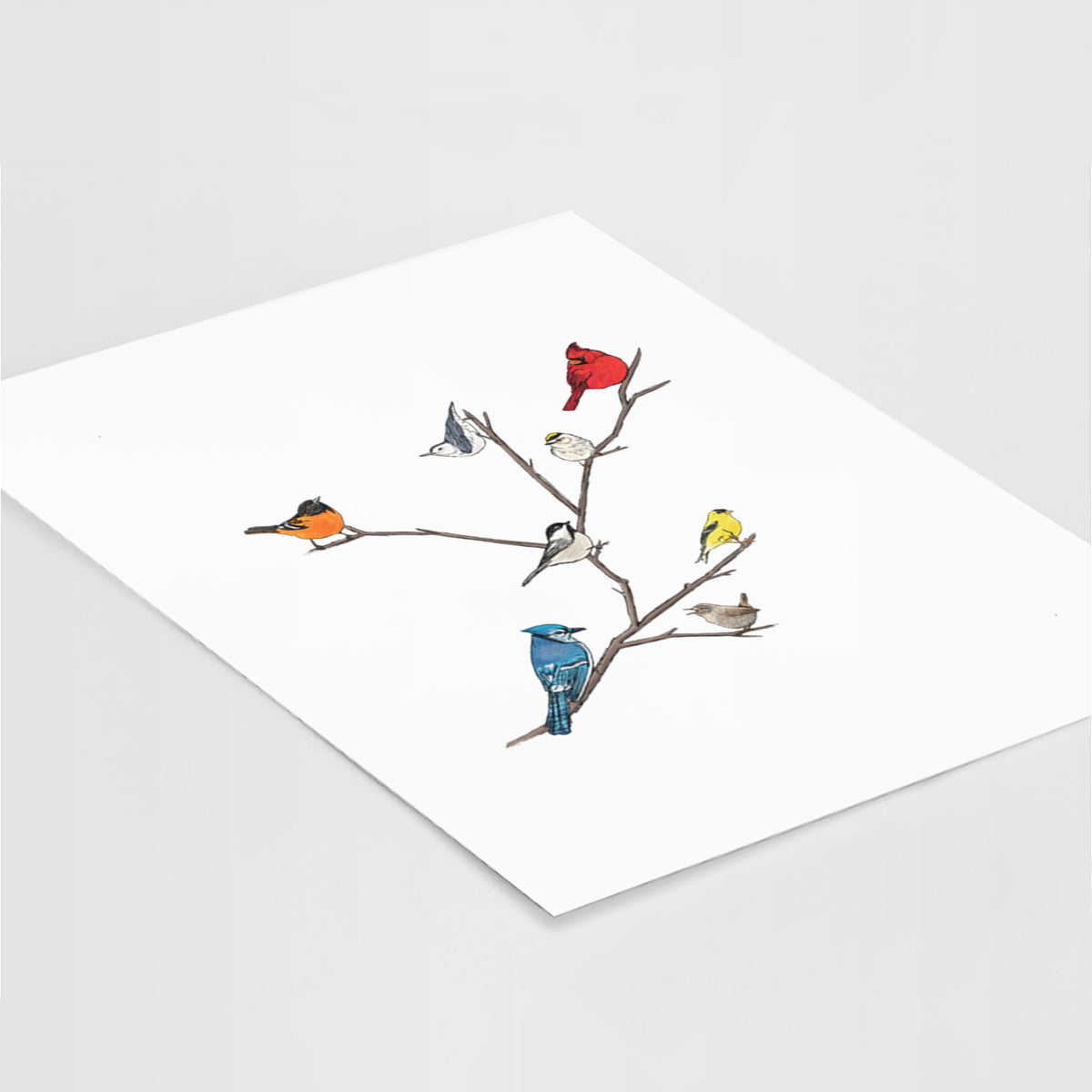 Art print of a full-color illustration of backyard birds, including a cardinal, blue jay, goldfinch and robin, perched on bare branches, lying at an angle on a white surface.