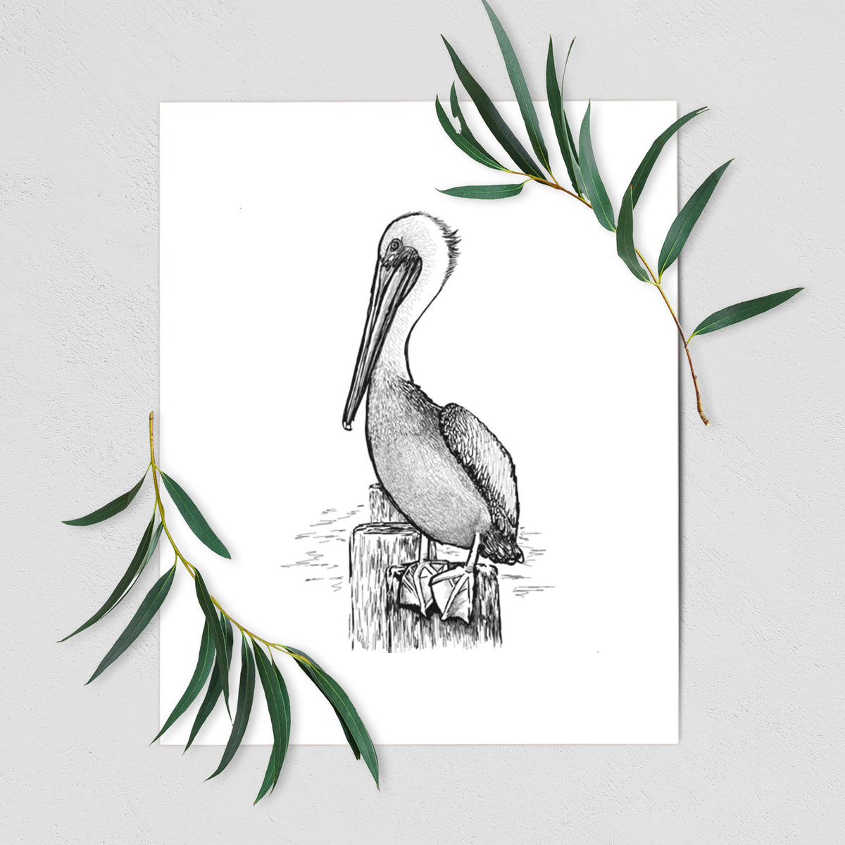 Art print of a detailed black ink illustration of a brown pelican perched on a wooden piling, shown with eucalyptus leaves.