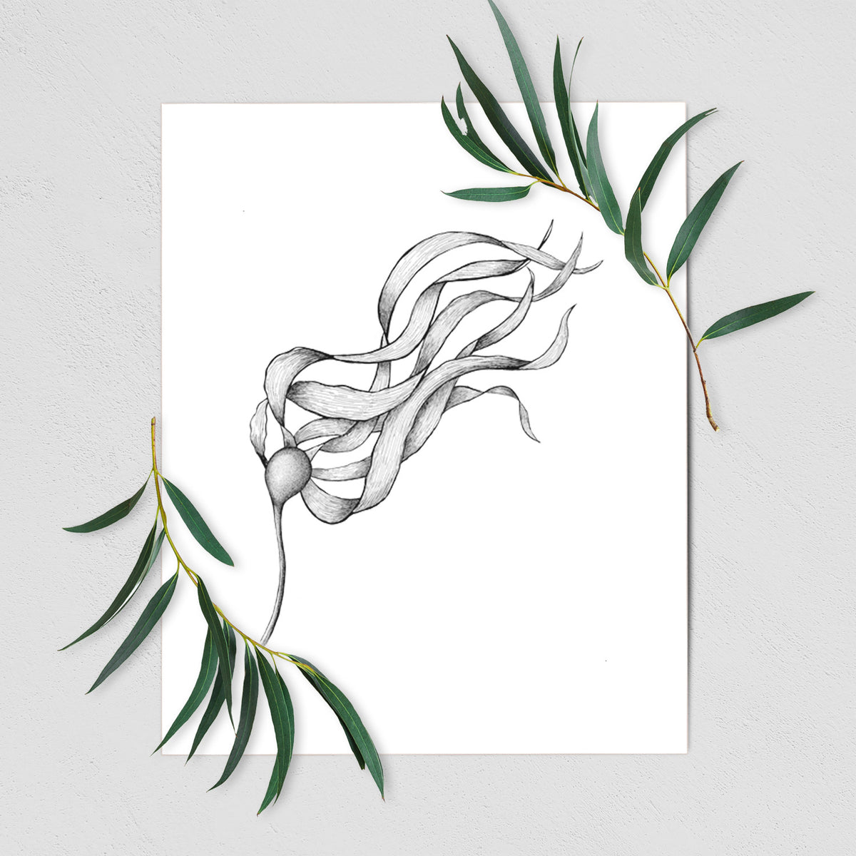 Art print of a black ink line drawing of a strand of bull kelp with long flowing blades, shown with eucalyptus leaves.