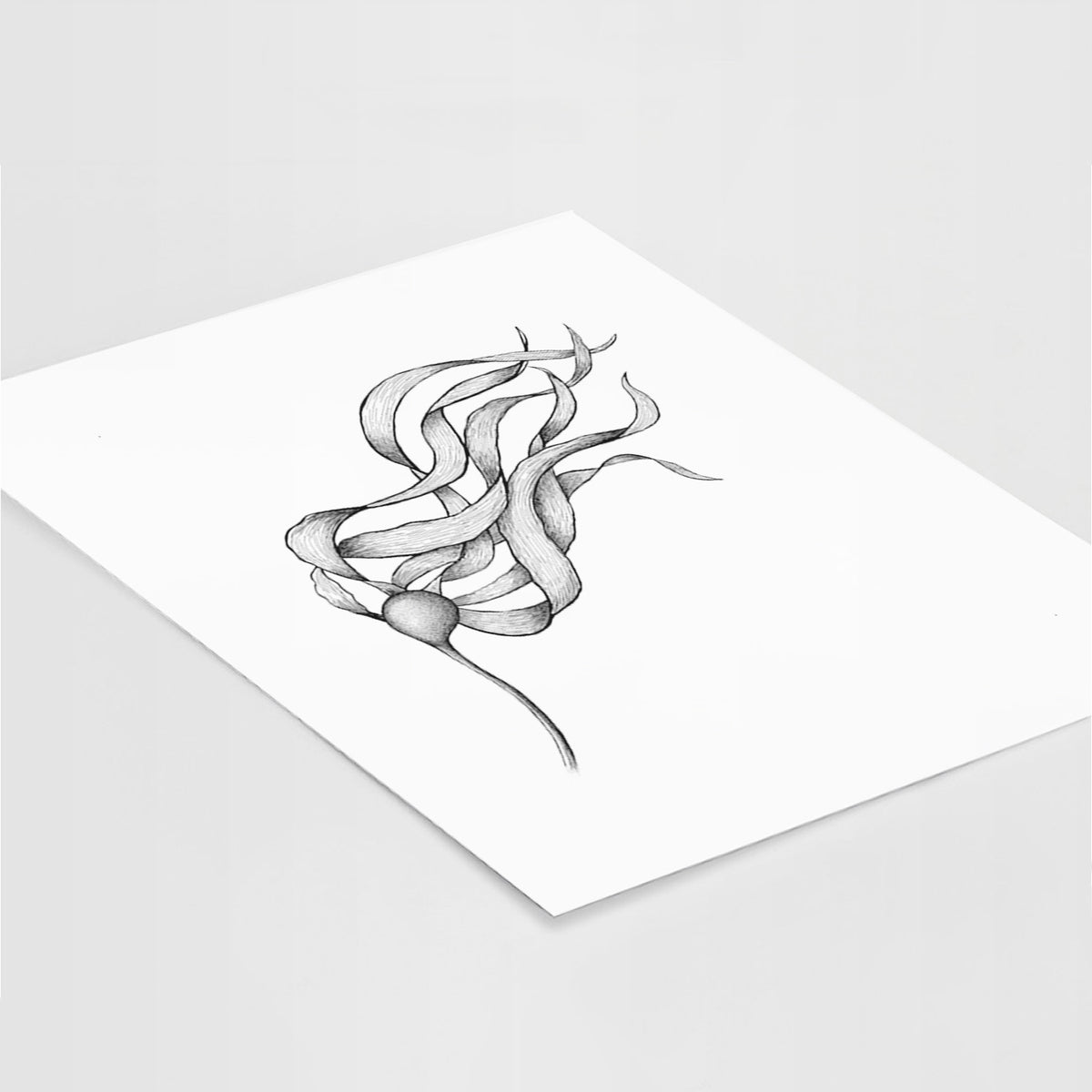 Art print of a black ink line drawing of a strand of bull kelp with long flowing blades, lying at an angle on a white surface.