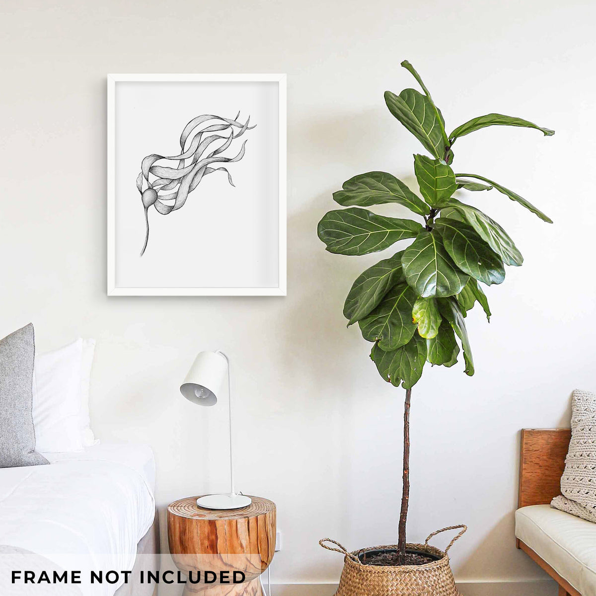 Art print of a black ink line drawing of a strand of bull kelp with long flowing blades, shown framed on a living room wall beside a potted plant. Frame not included.