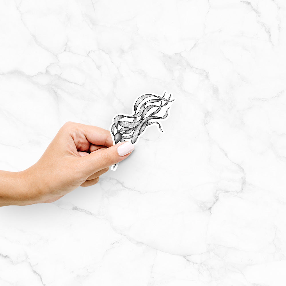 Hand holding a 4 inch vinyl decal of a black ink line drawing of a strand of bull kelp with long flowing blades.