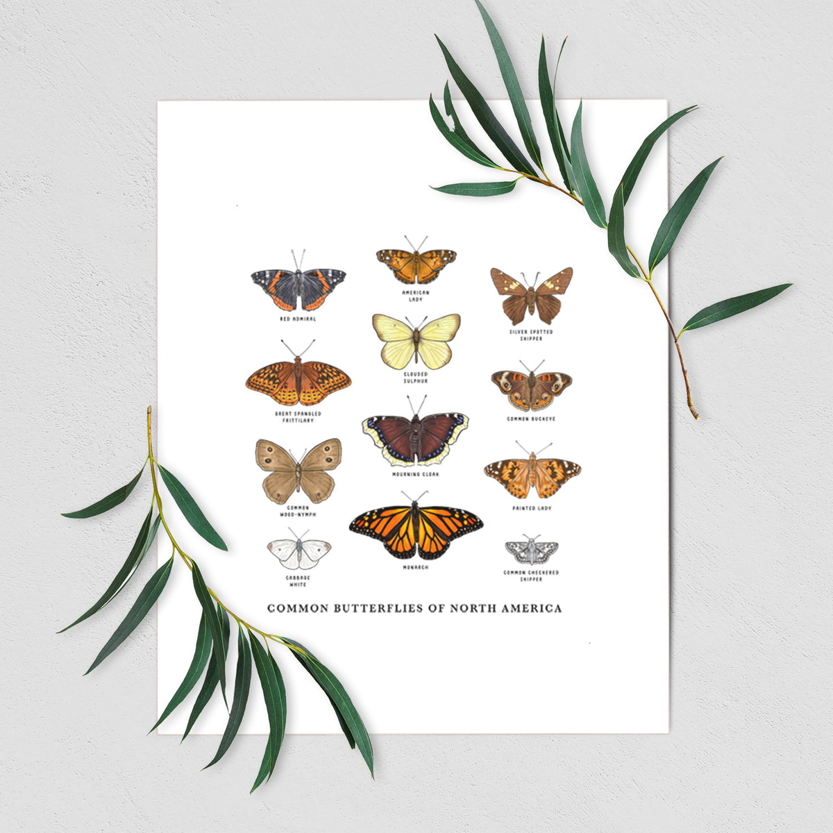 Art print of a full-color chart of common butterflies of North America, each labeled with its species, shown with eucalyptus leaves.