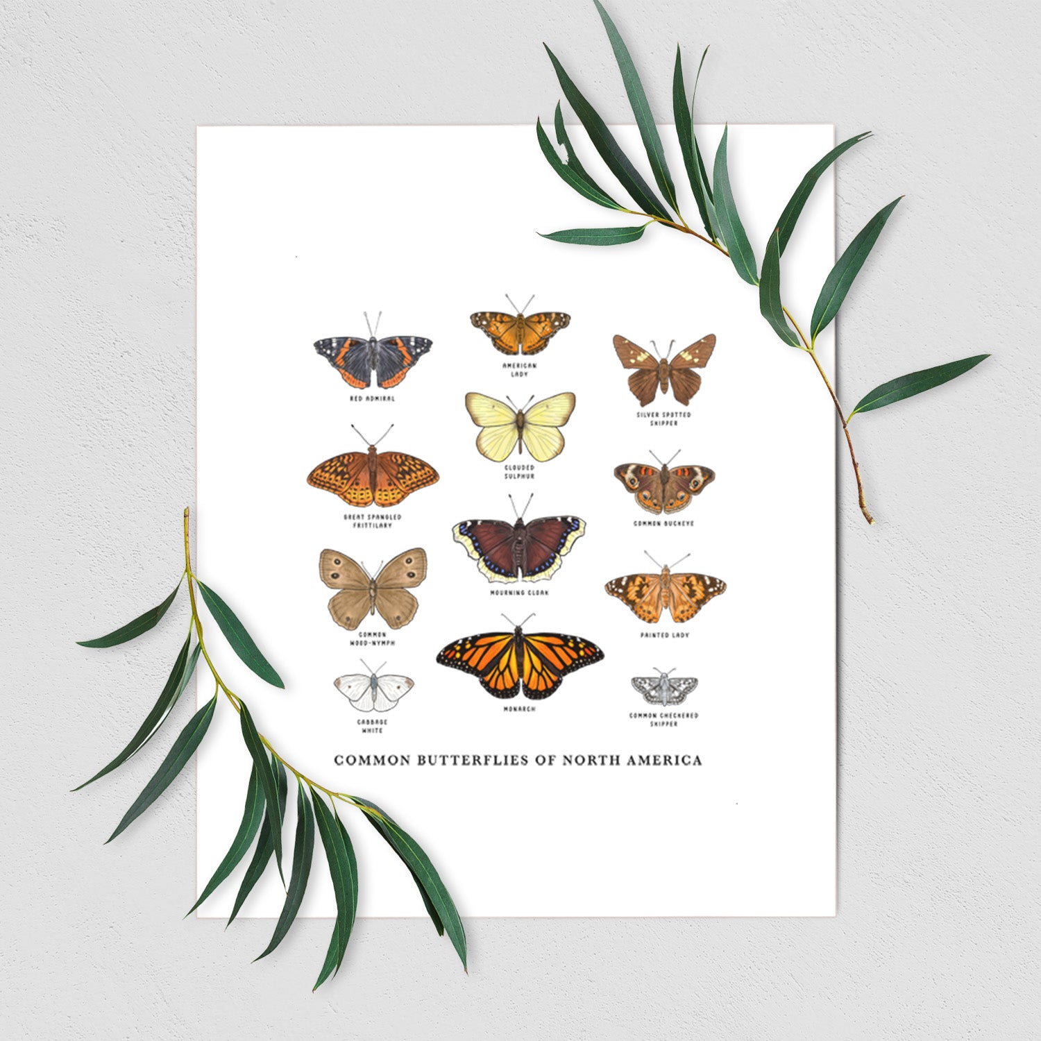 Art print of a full-color chart of common butterflies of North America, each labeled with its species, shown with eucalyptus leaves.