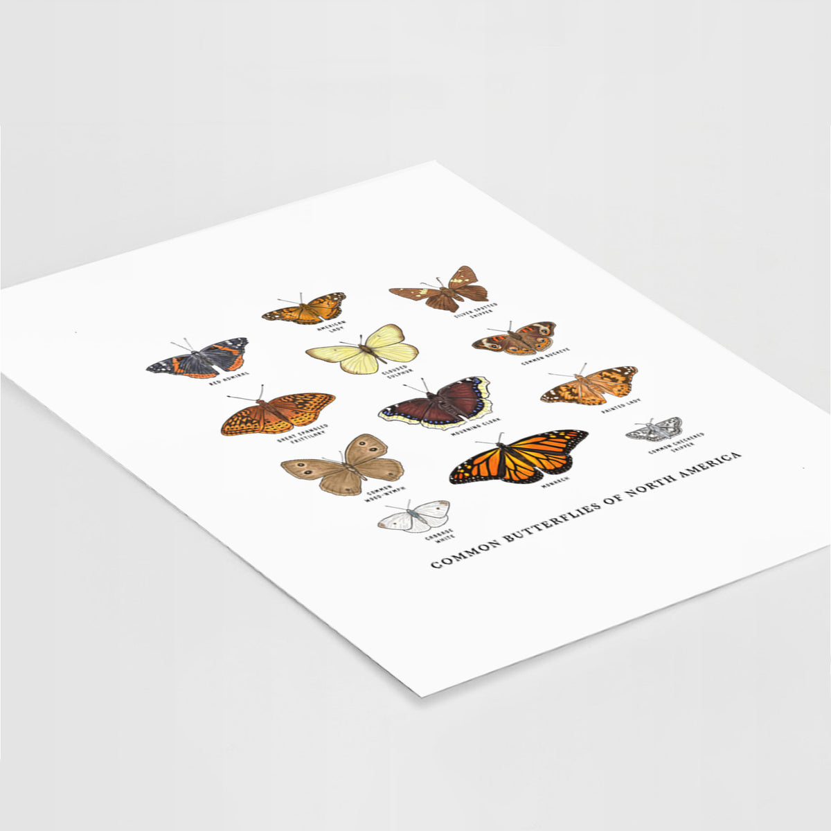 Art print of a full-color chart of common butterflies of North America, each labeled with its species, lying at an angle on a white surface.
