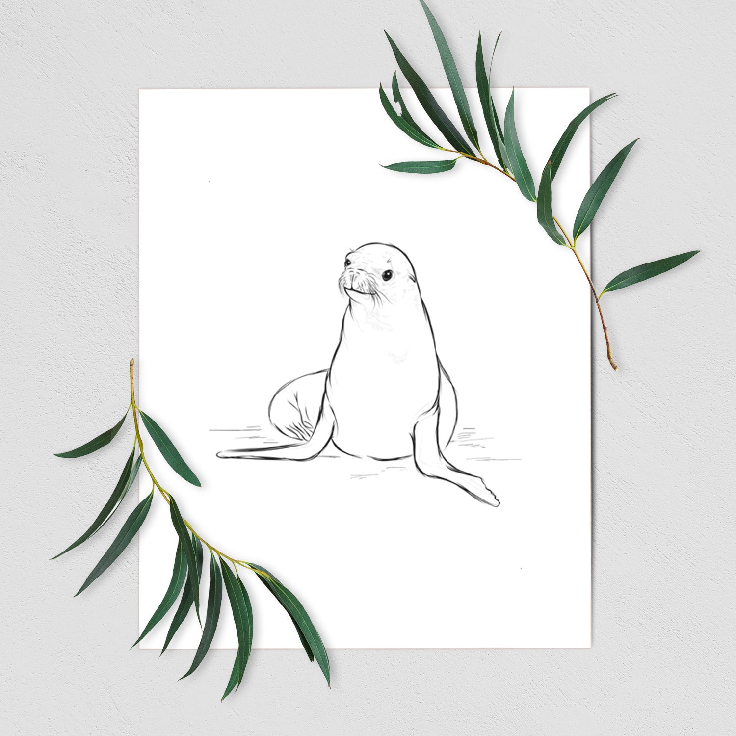 Art print of a black ink illustration of a California sea lion sitting upright, shown with eucalyptus leaves.