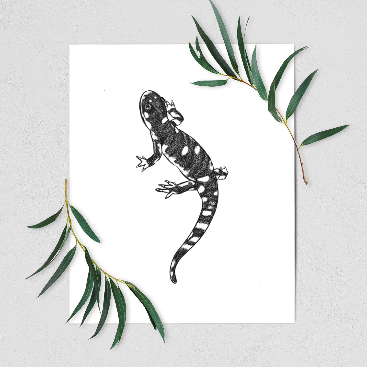 Art print of a detailed black ink illustration of a spotted California tiger salamander, shown with eucalyptus leaves.