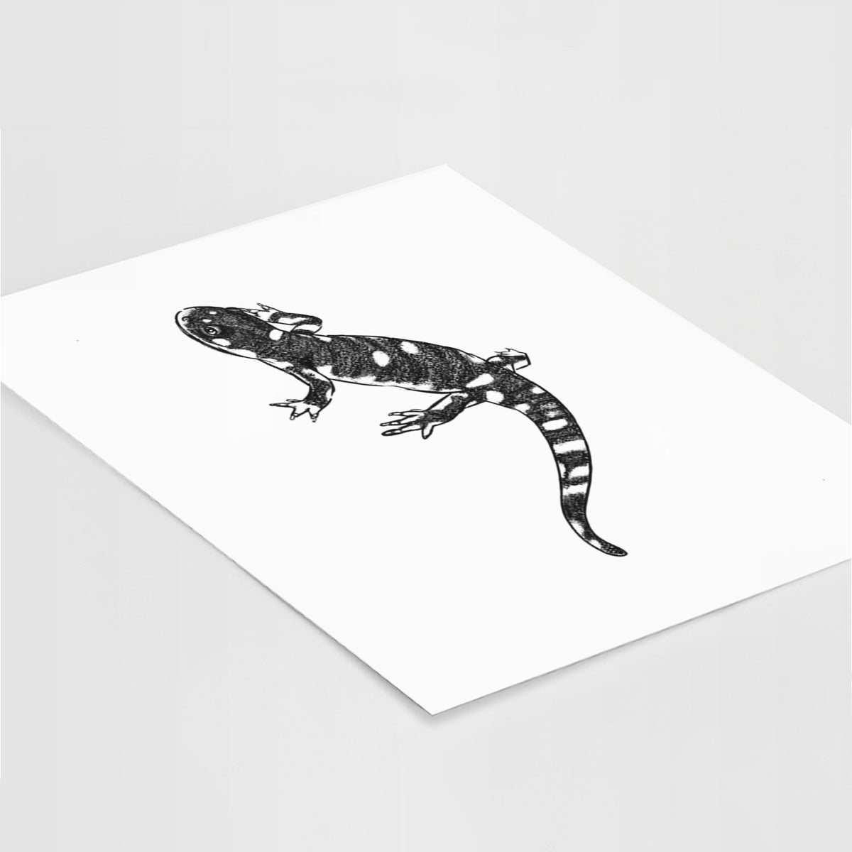 Art print of a detailed black ink illustration of a spotted California tiger salamander, lying at an angle on a white surface.