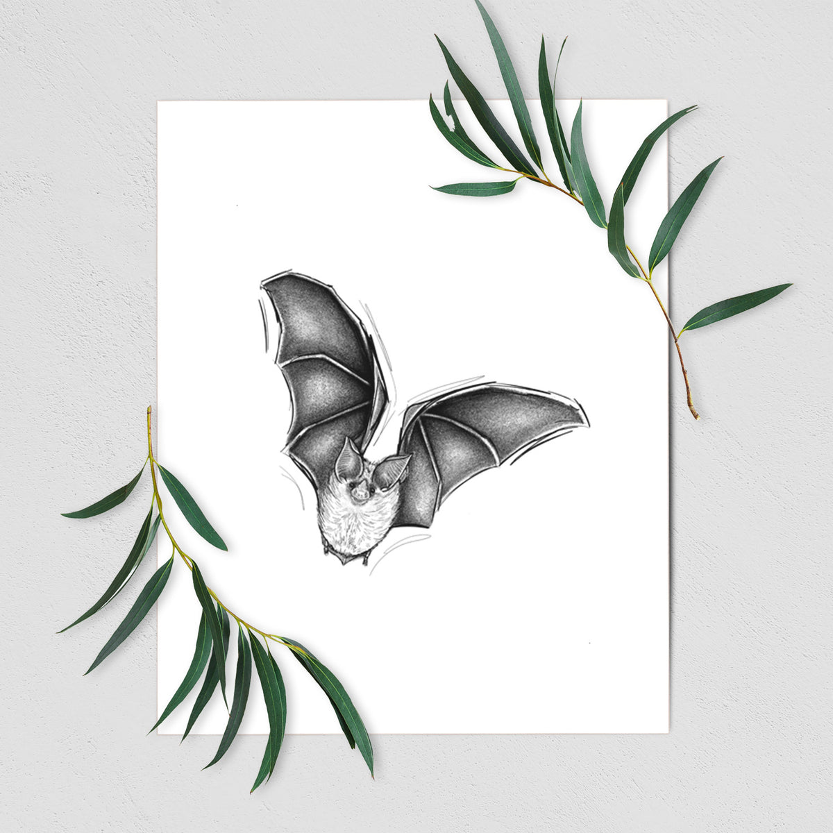 Art print of a detailed black ink illustration of a California leaf-nosed bat in flight, shown with eucalyptus leaves.