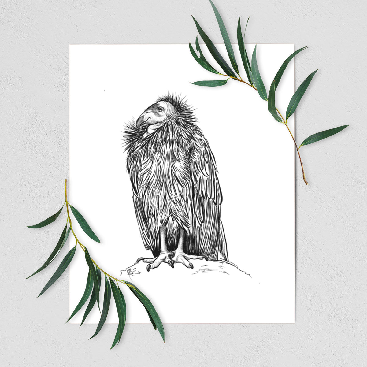 Art print of a detailed black ink illustration of a California condor perched with folded wings, shown with eucalyptus leaves.