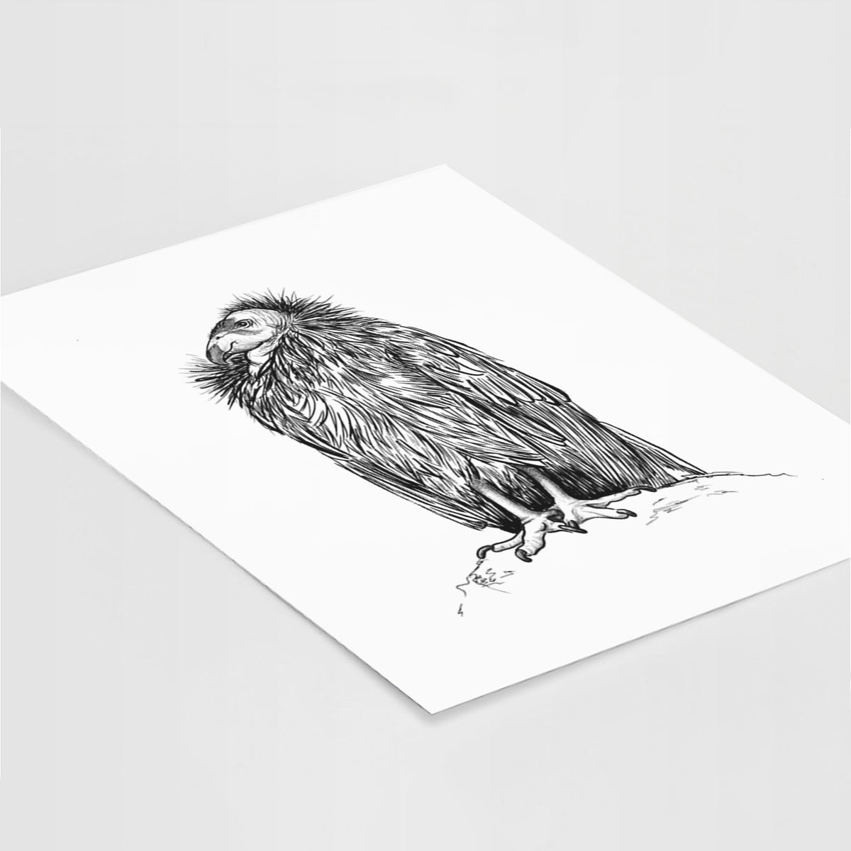 Art print of a detailed black ink illustration of a California condor perched with folded wings, lying at an angle on a white surface.