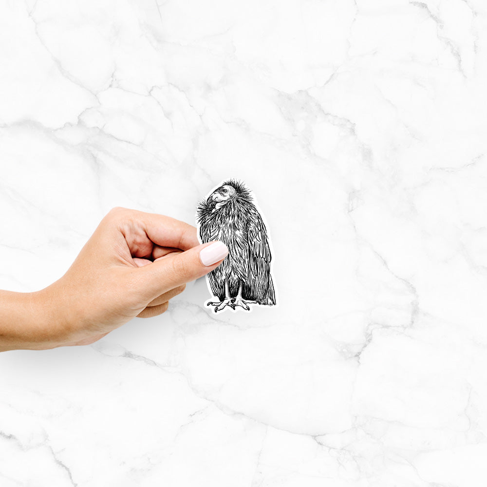 Hand holding a 4 inch vinyl decal of a detailed black ink illustration of a California condor perched with folded wings.