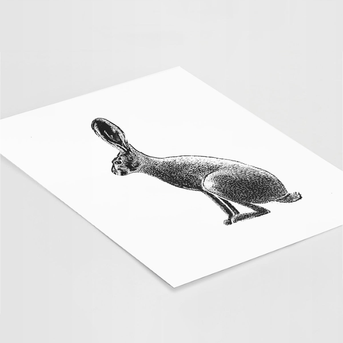 Art print of a detailed black ink illustration of a black-tailed jackrabbit sitting in profile with tall ears, lying at an angle on a white surface.
