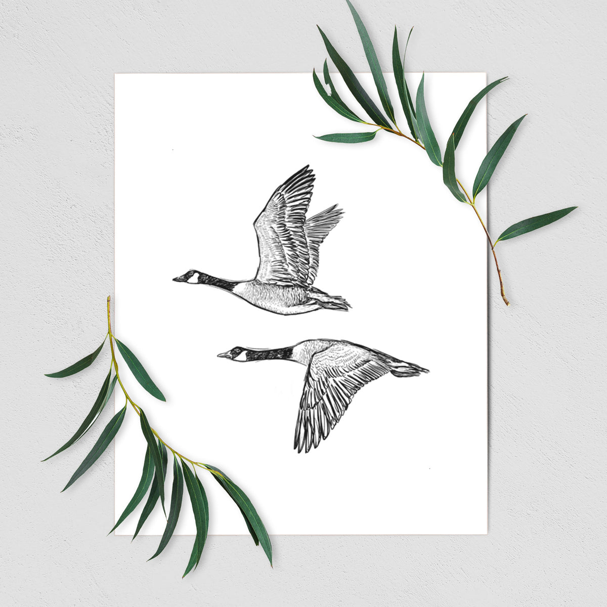 Canada Geese in Flight - Branta canadensis - Fine Art Print, Size: 8"x10"