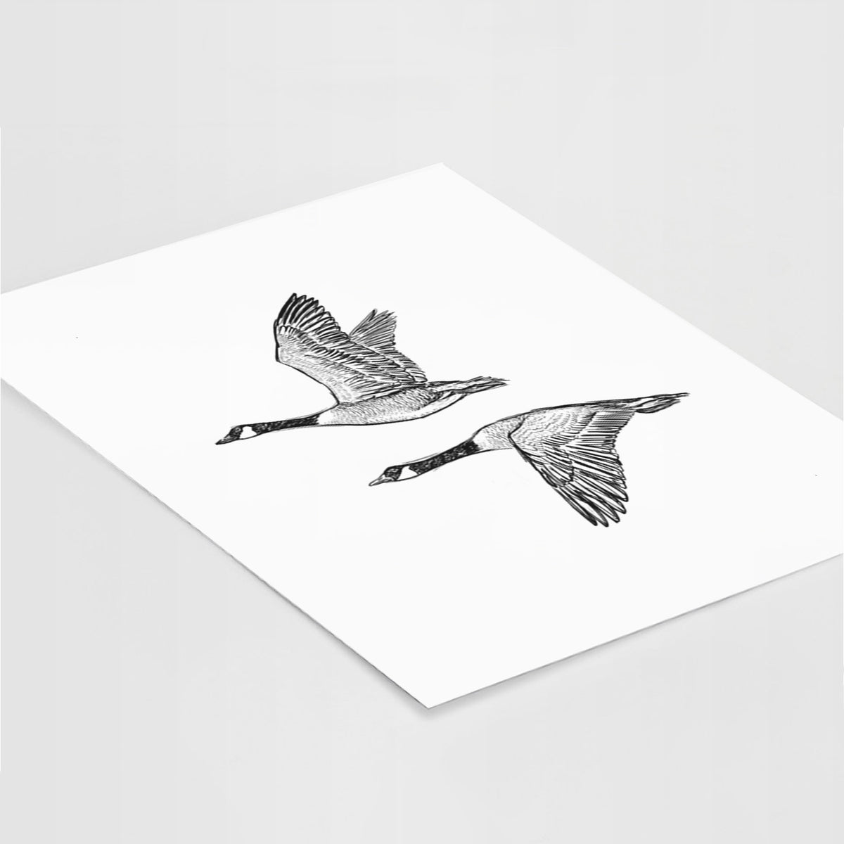 Canada Geese in Flight - Branta canadensis - Fine Art Print, Size: 11"x14"